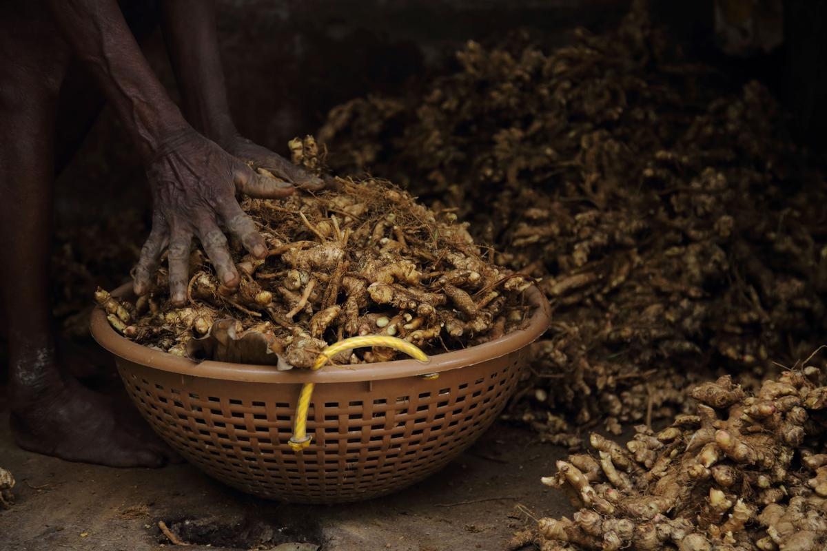 ‘Inji gramam’, a new scheme to cultivate ginger in Kulathoor grama